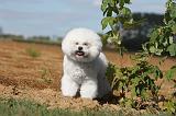 BICHON FRISE 011